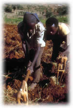 Ehtiopian farmers digging in fields