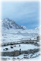 livestock in Shimshal, Pakistan
