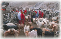 livestock in Shimshal, Pakistan